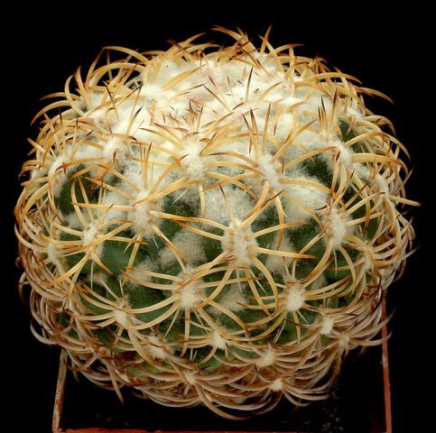 Coryphantha_retusa